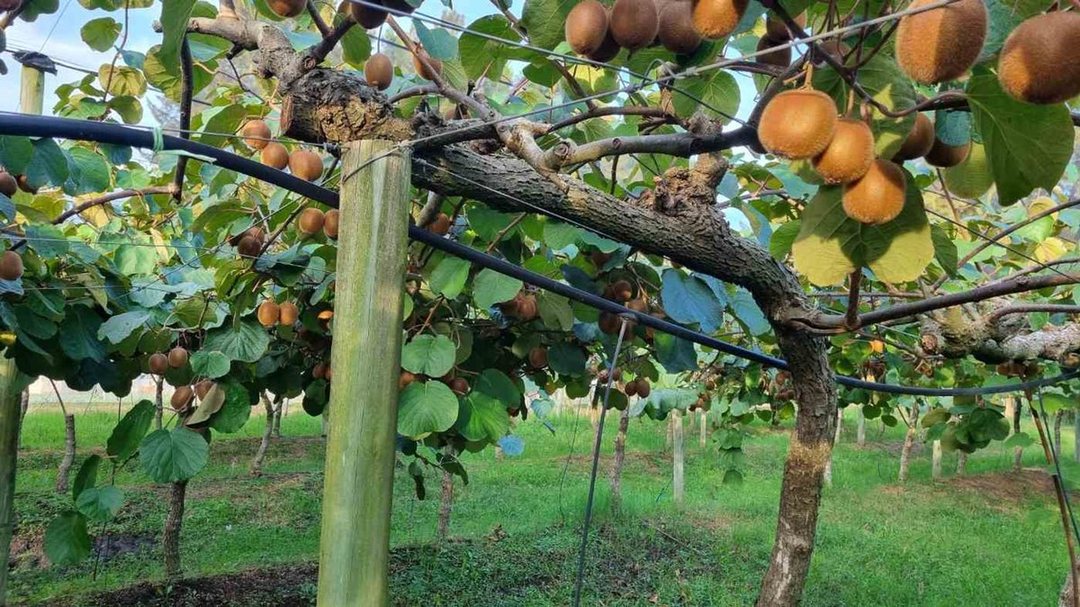 CAMPO EN VENTA EN PAYRO MAGDALENA