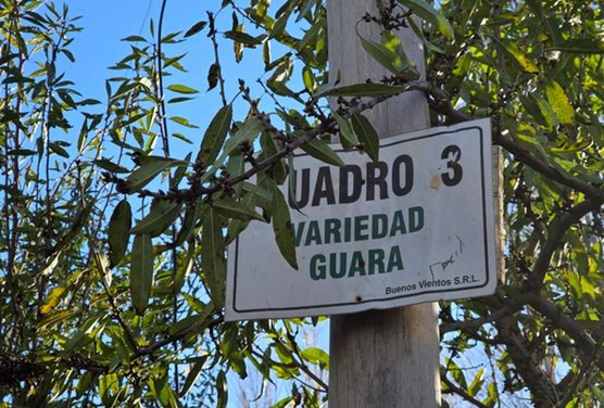VENTA DE CHACRA CON ALMENDROS 42 HA - SGTO. VIDAL