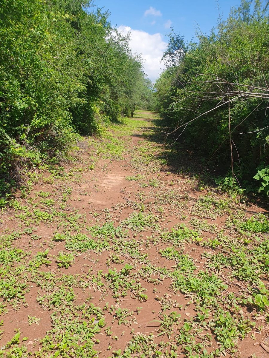 CAMPO VENTA CORONEL MOLDES - foto 4
