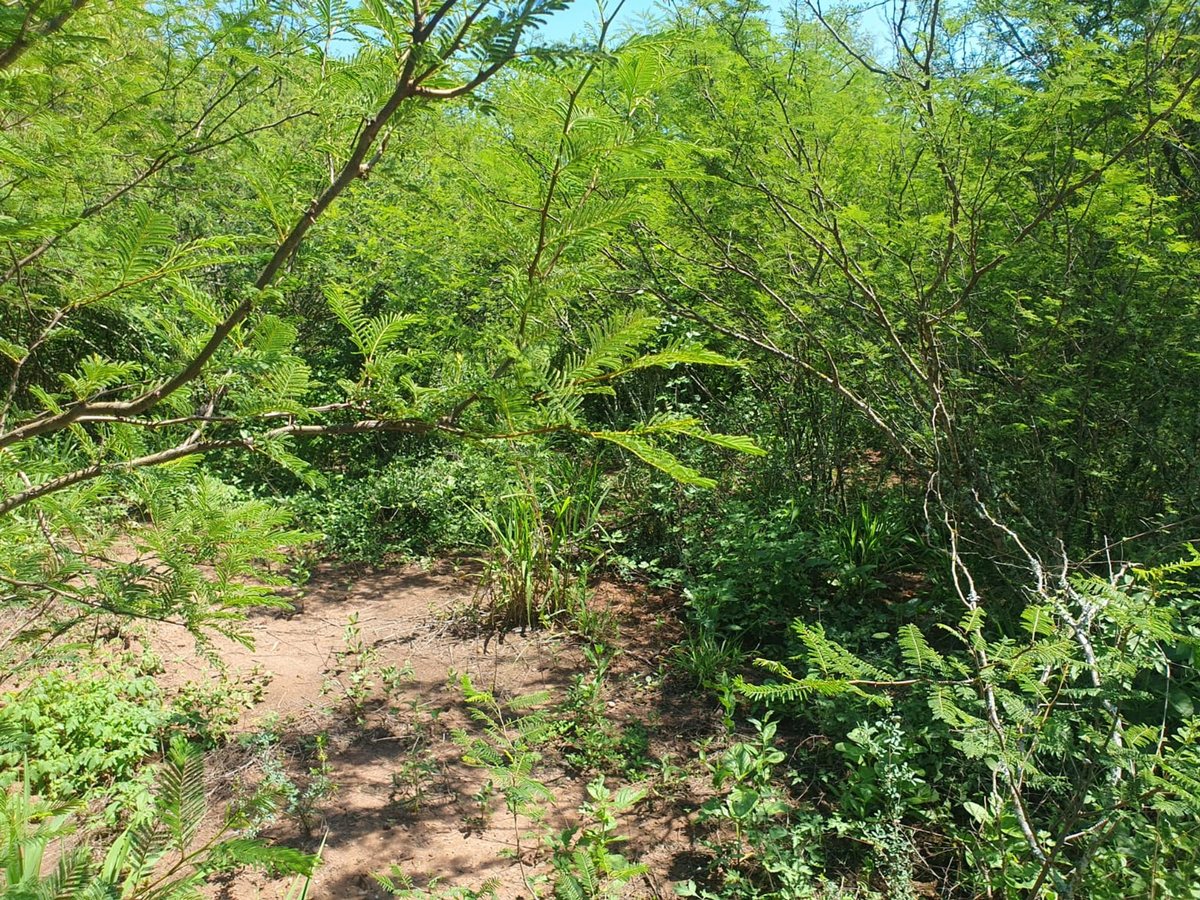 CAMPO VENTA CORONEL MOLDES - foto 2
