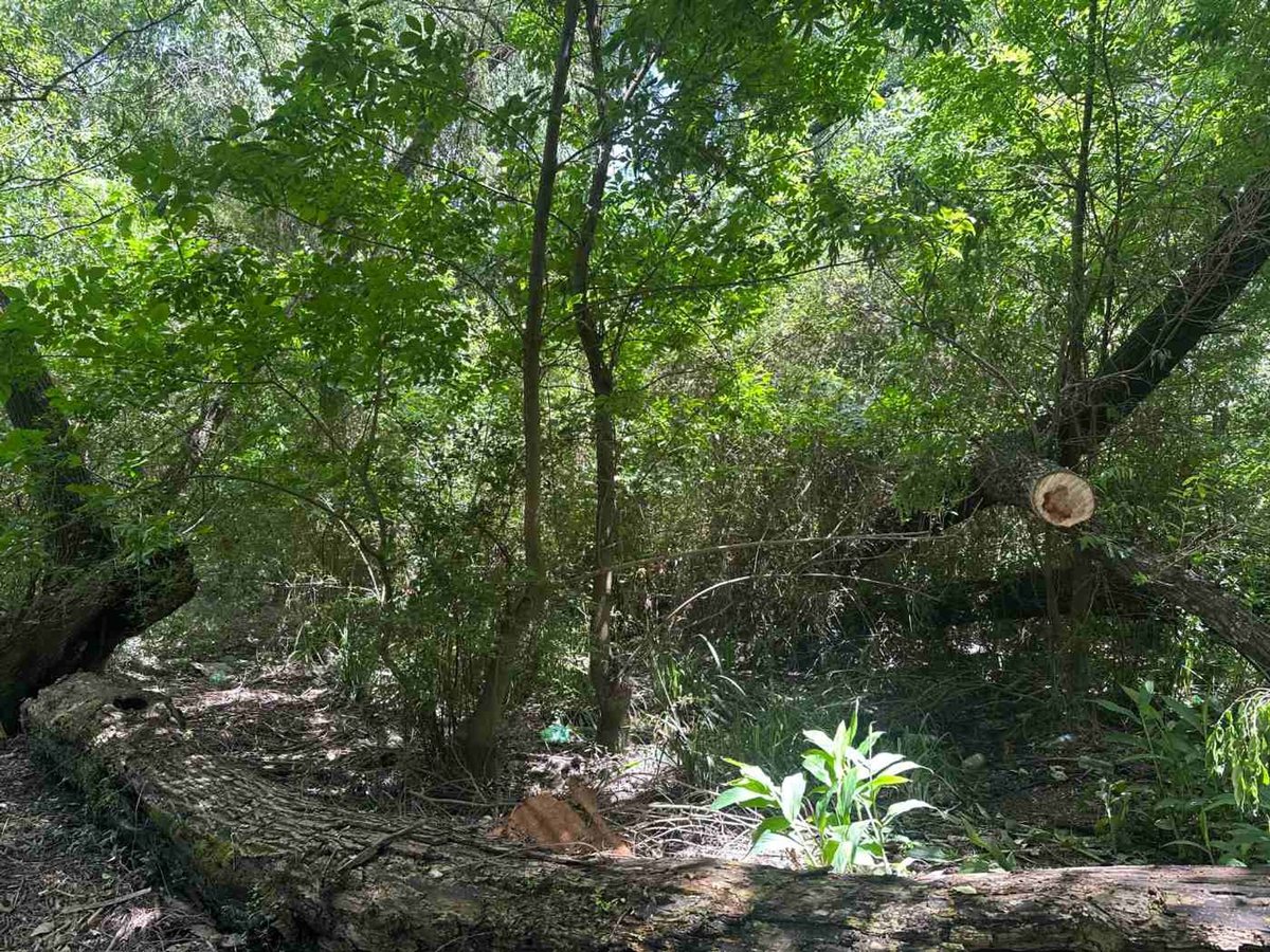 Foto 9 — VENTA LOTE C/CASA PARANÁ DE LAS PALMAS FTE. PUERTO