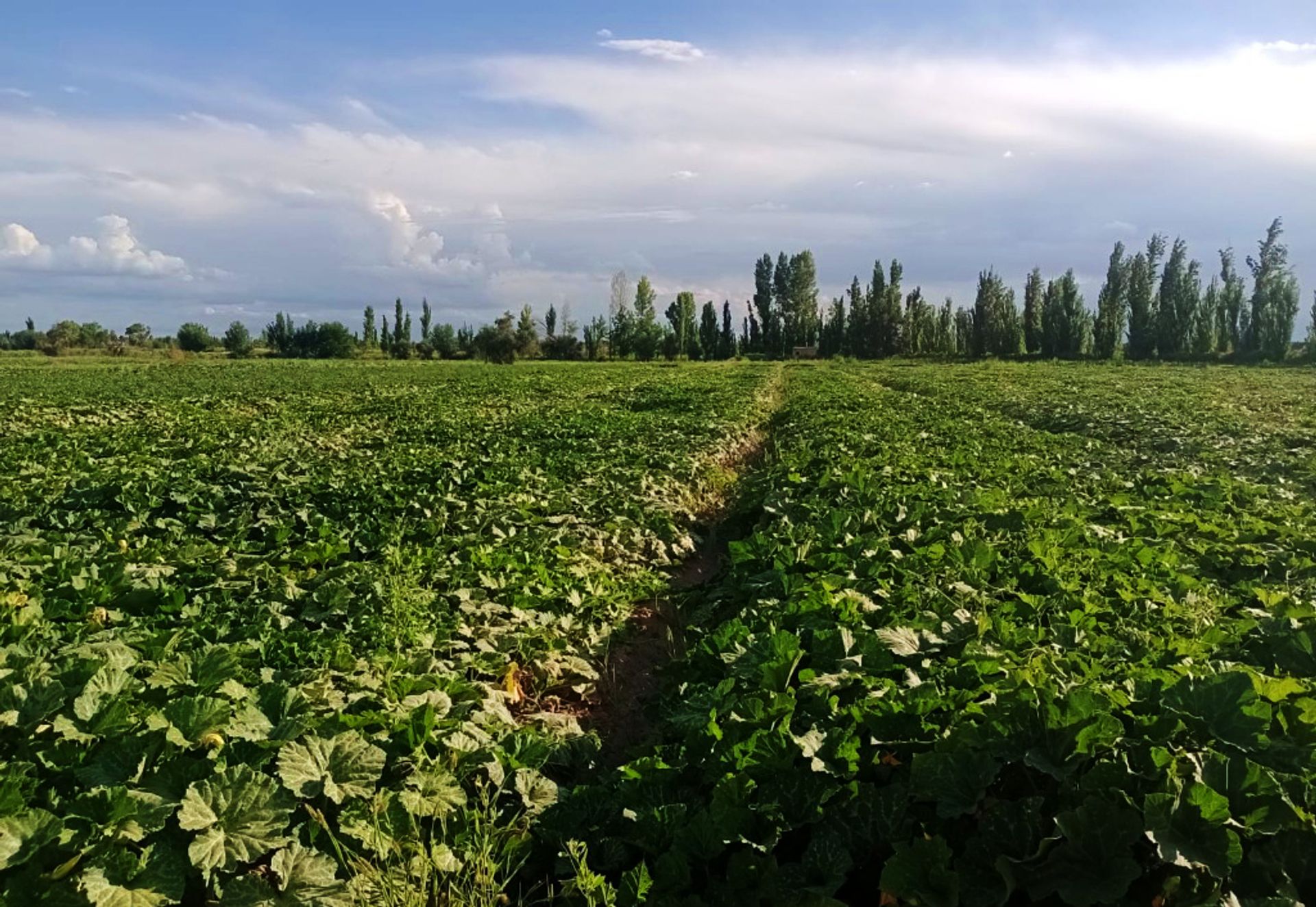 Finca en De la Vendimia S/n 200