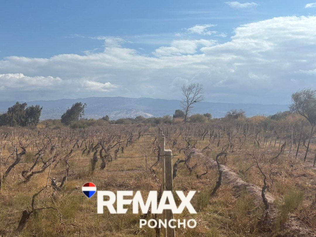 SE VENDE TERRENO c/VIÑEDOS EN FIAMBALA-TINOGASTA
