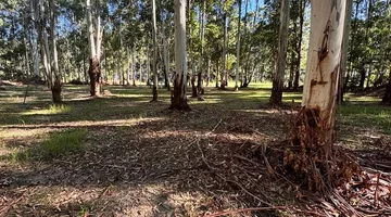 LOTES EN VENTA EN COLONIA CAROLINA