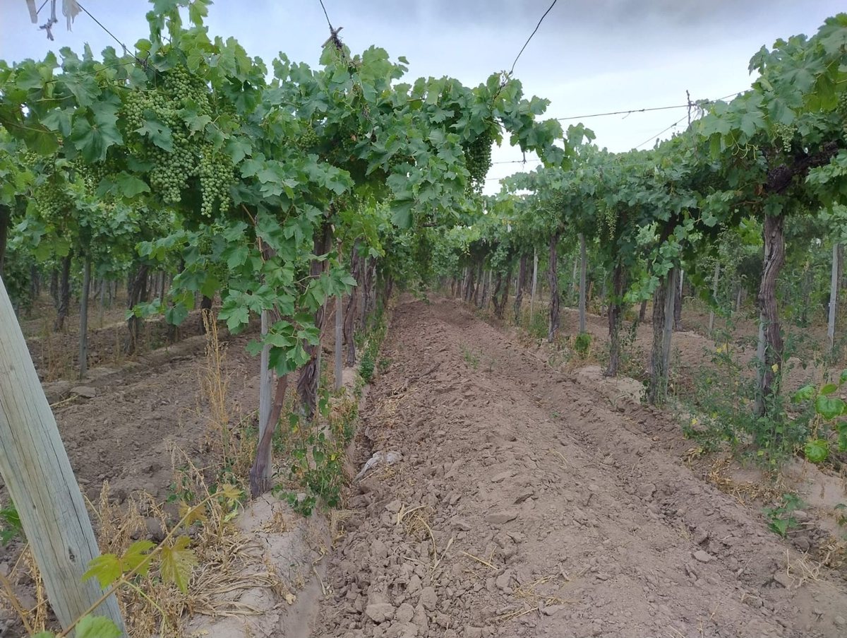 Campo en Aberastain y Calle 15 S/N
