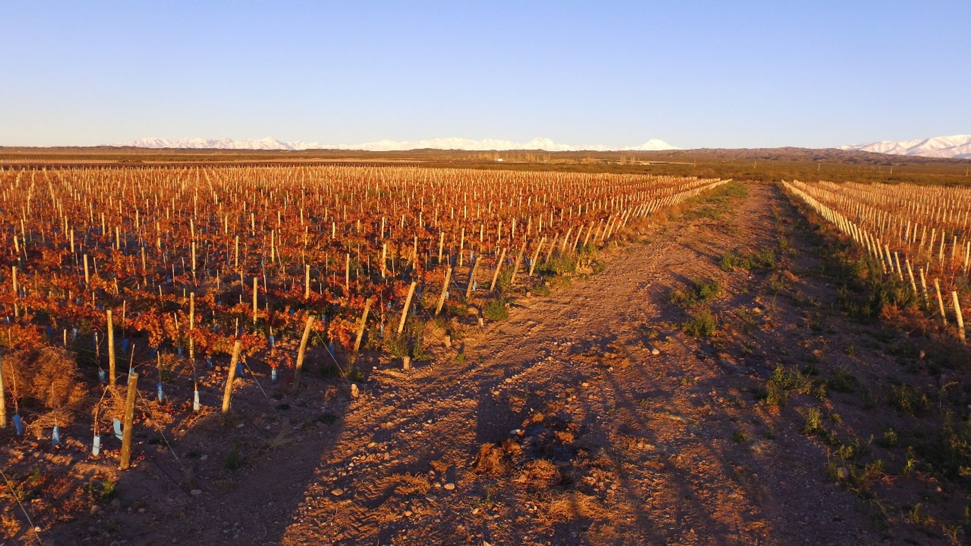 Campo en Ruta Provincial 86 Lujan de Cuyo 0