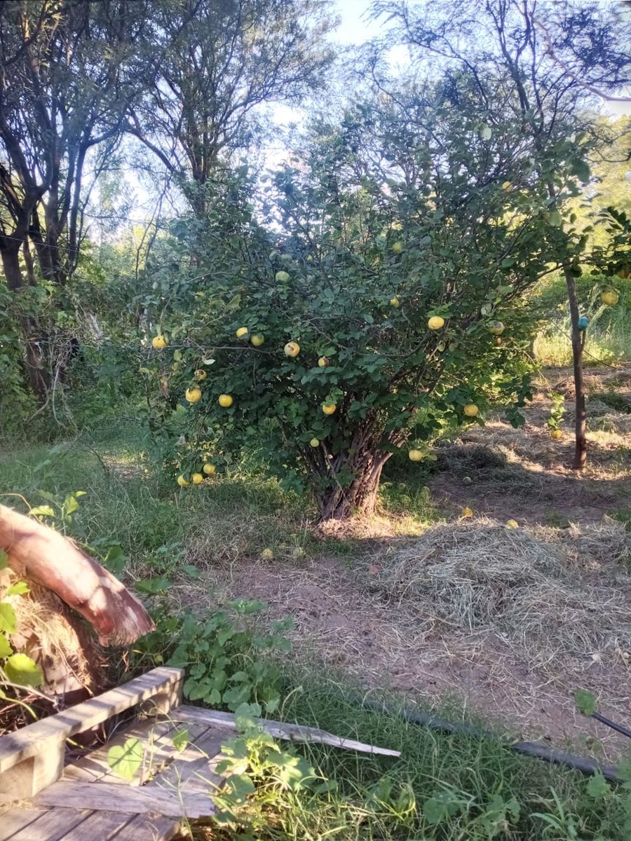TERRENO VENTA SAN CARLOS VALLES CALCHAQUIES - foto 4