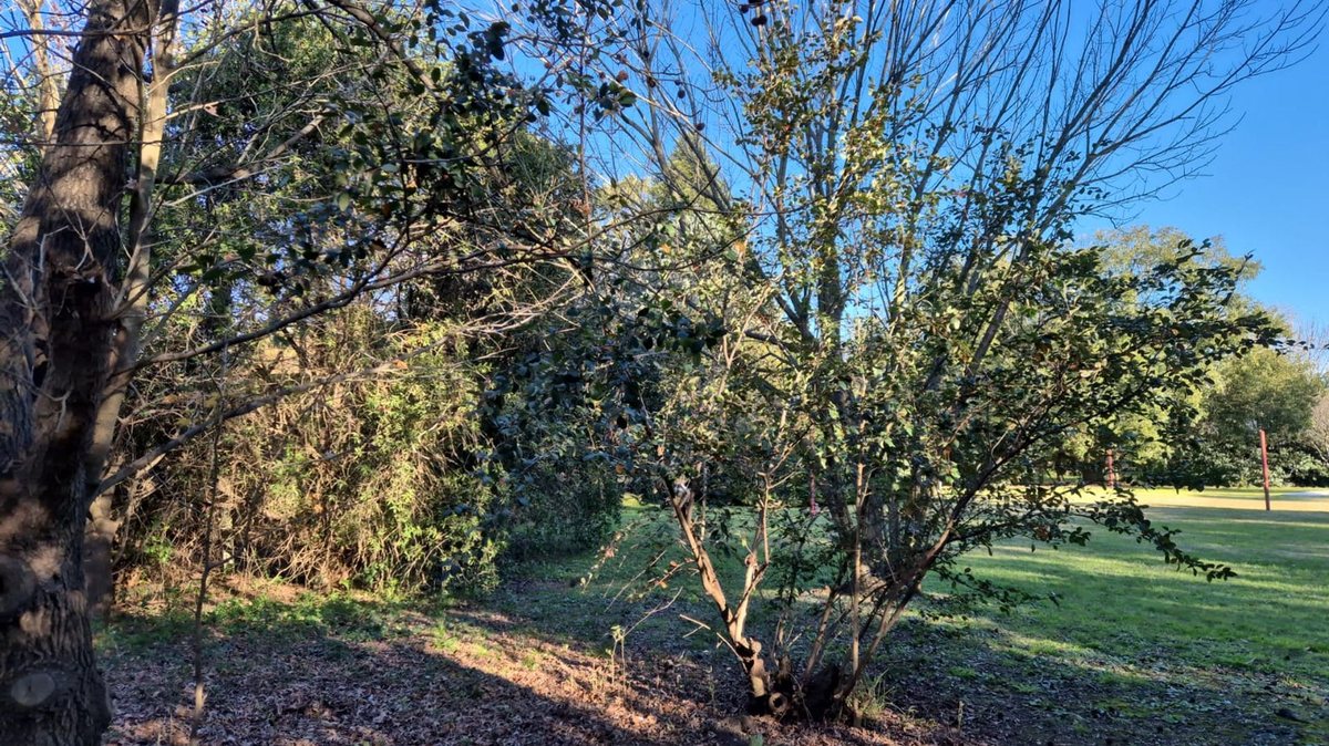 Foto 5 — LOTE ARBOLADO EN VENTA . FRENTE SUR  1187 M2 FUNES