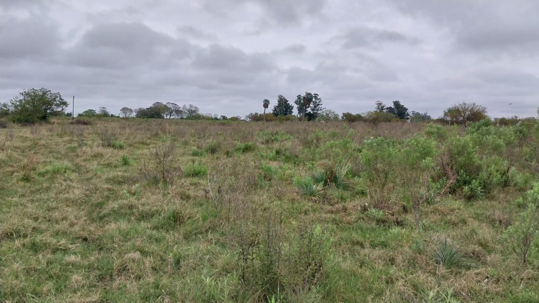 CAMPO DE 4 Ha EN GRANJA AMELIA A 10 KM DE GOYA
