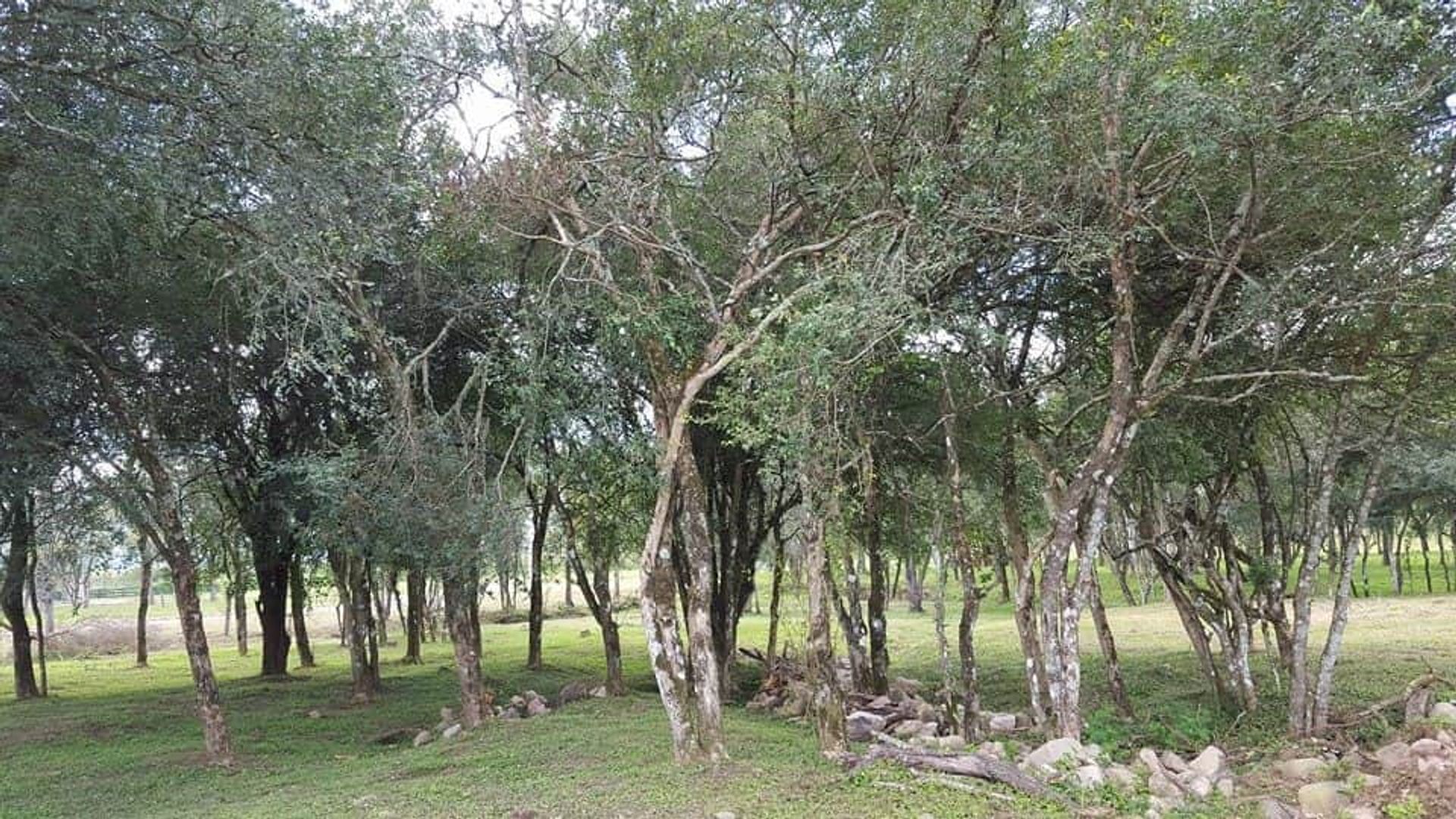 TERRENO VENTA O PERMUTA POTREROS DE LA CALDERA - foto 6