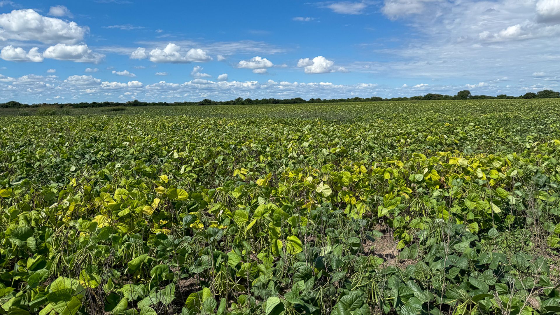 FINCA VENTA EMBARCACION PADRE LOZANO 2410 HA - foto 5