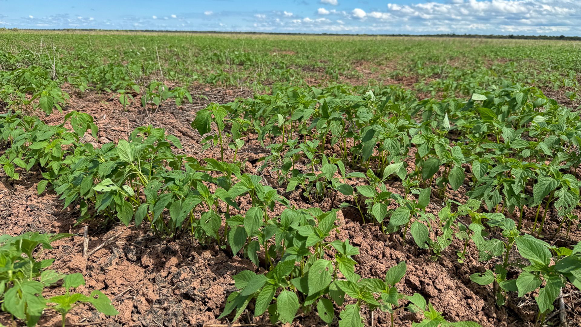 FINCA VENTA EMBARCACION PADRE LOZANO 2410 HA - foto 6