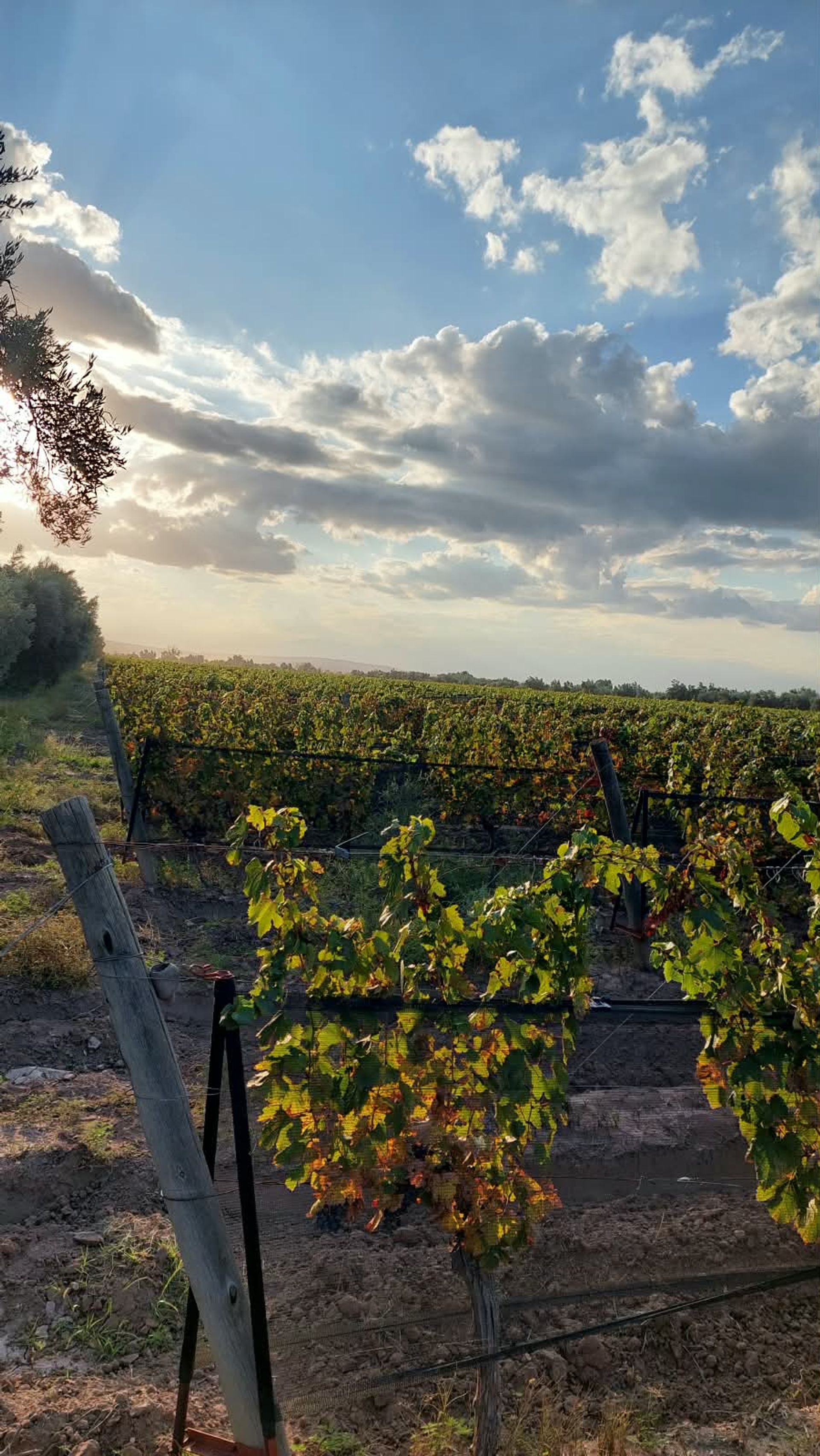 Imagen 7