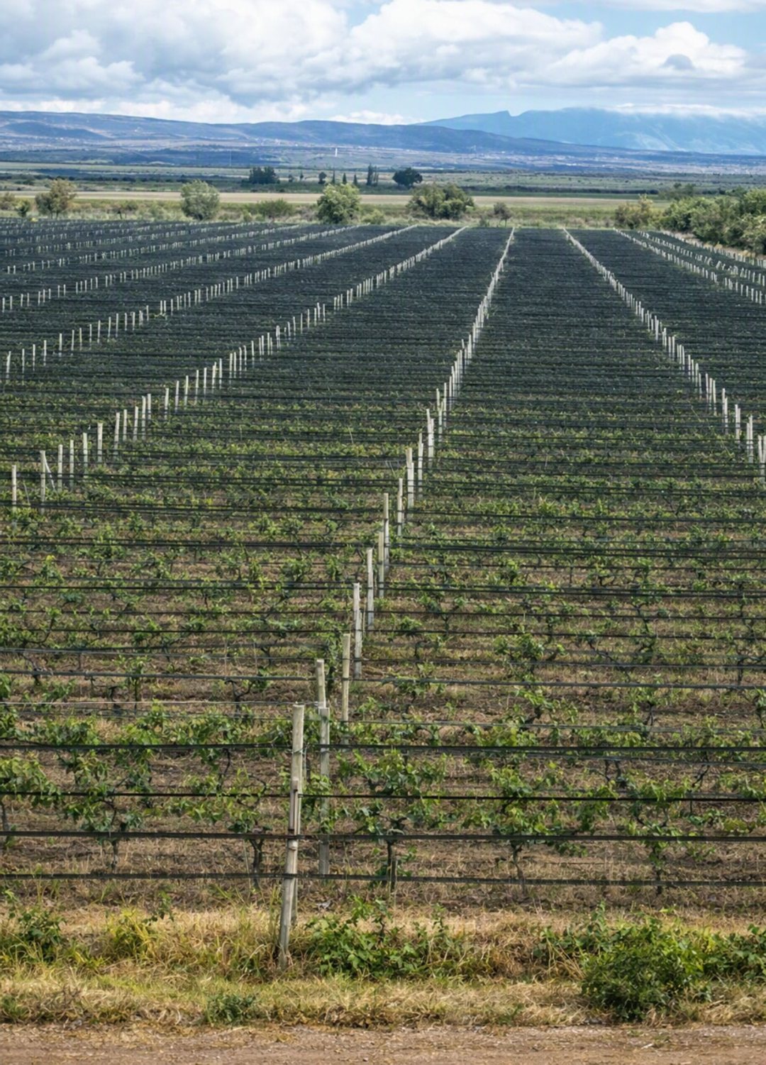 FINCA. VENTA. JUNIN. 40 Ha 9.311,33 m2