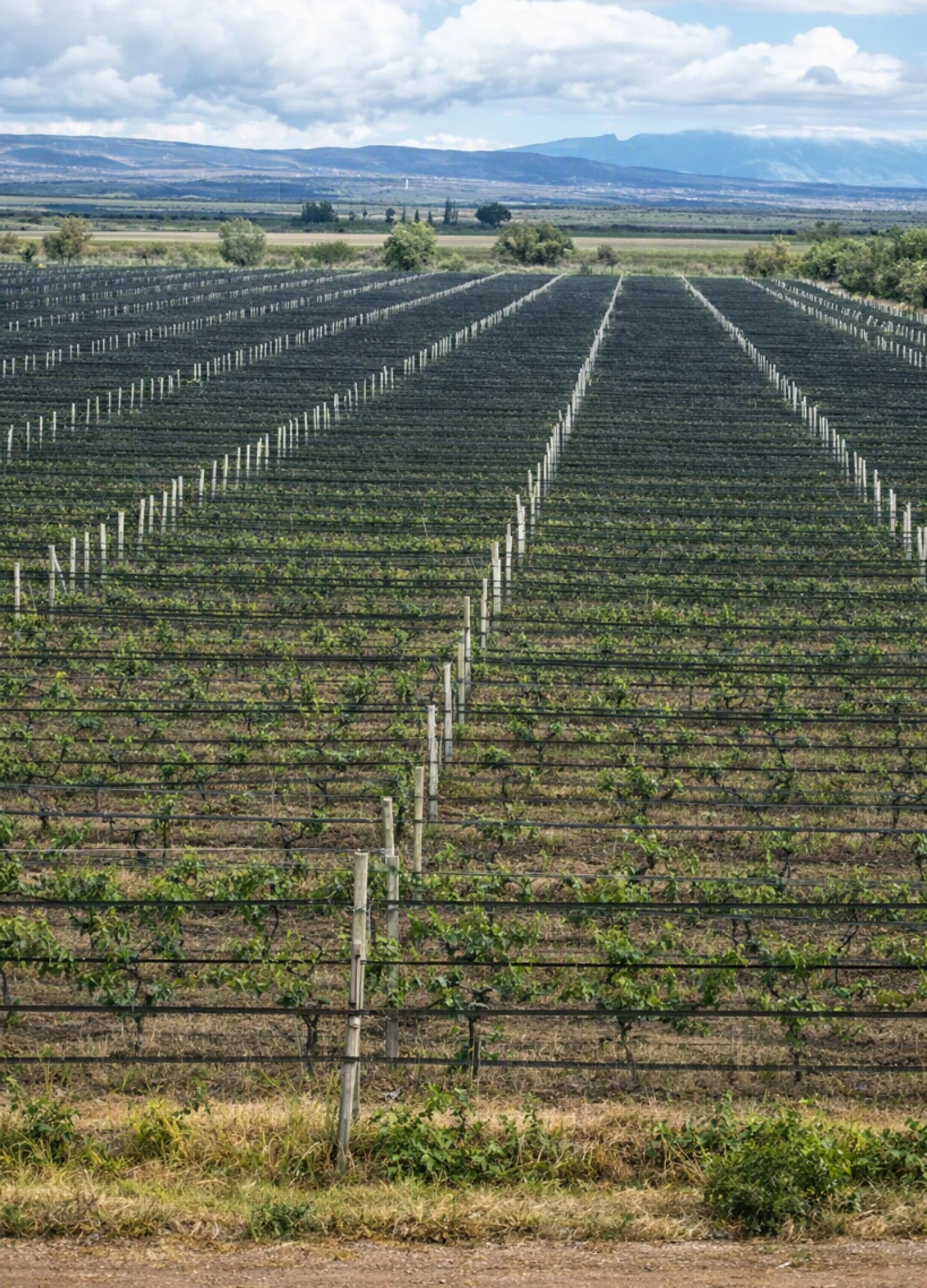 Campo en La Legua 0