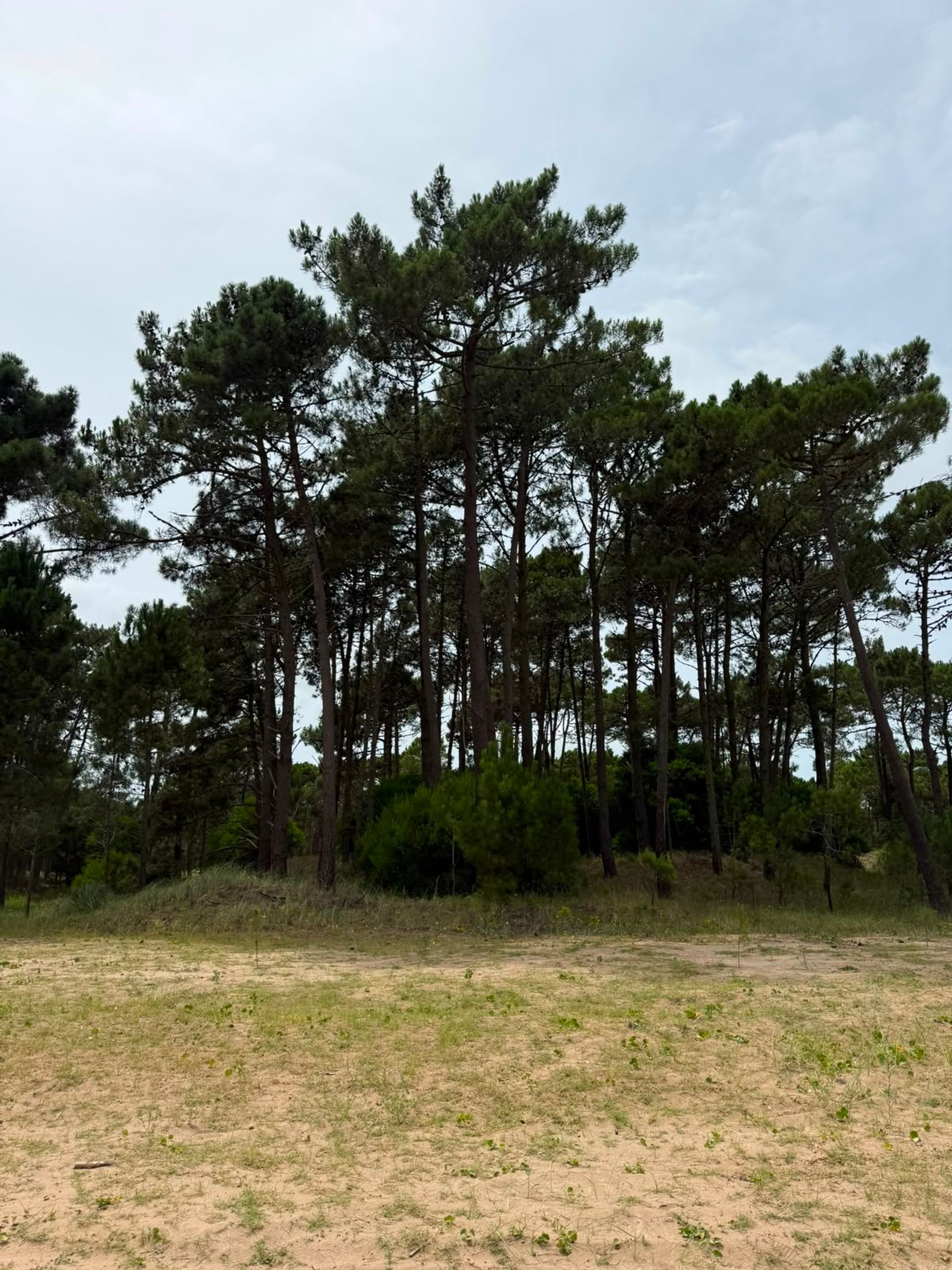 Foto 4 — LOTE EN VENTA BARRIO BOSQUES PINAMAR NORTE