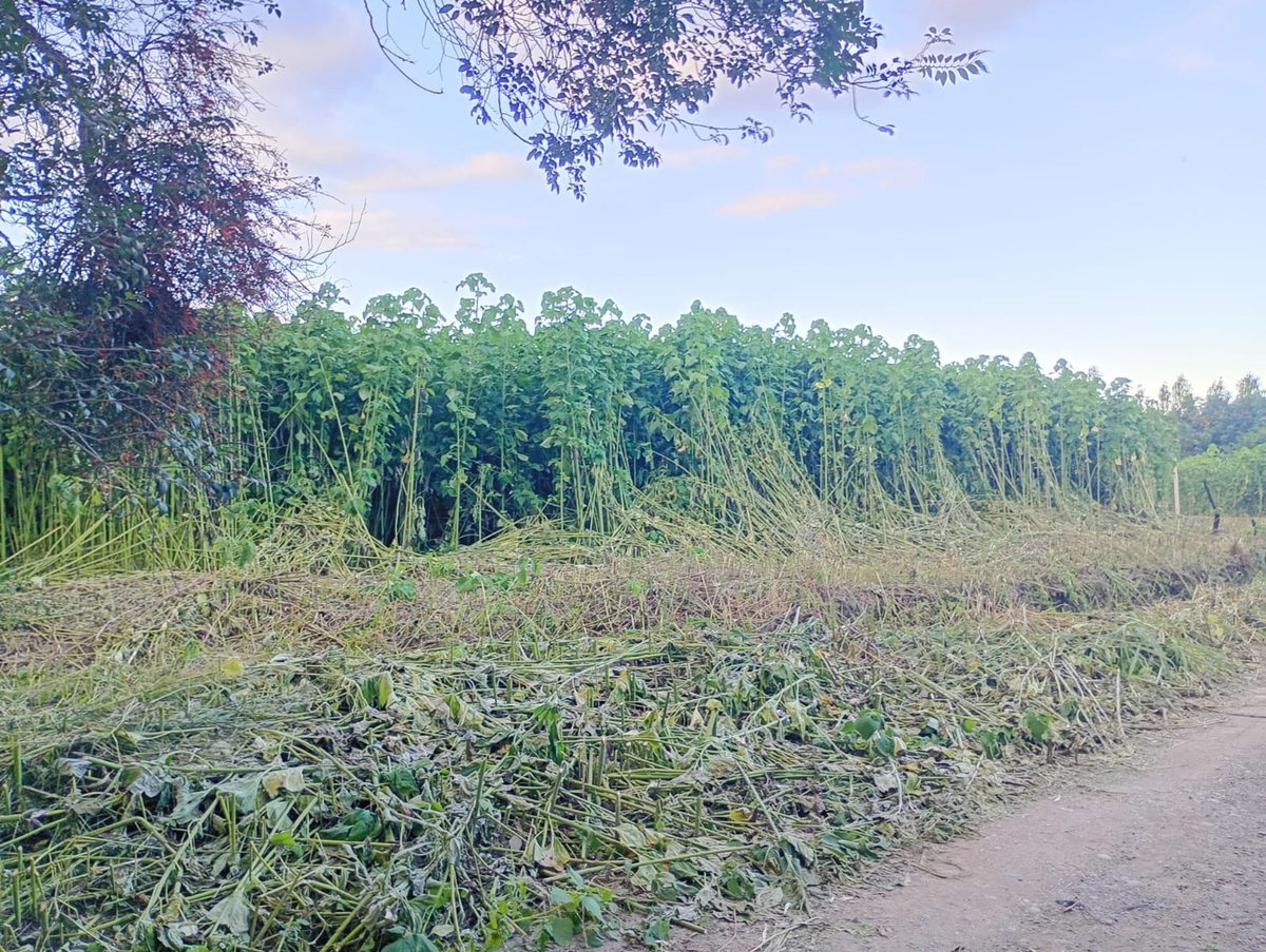 TERRENO EN VENTA EN CERRILLOS 4000 M2 - foto 4