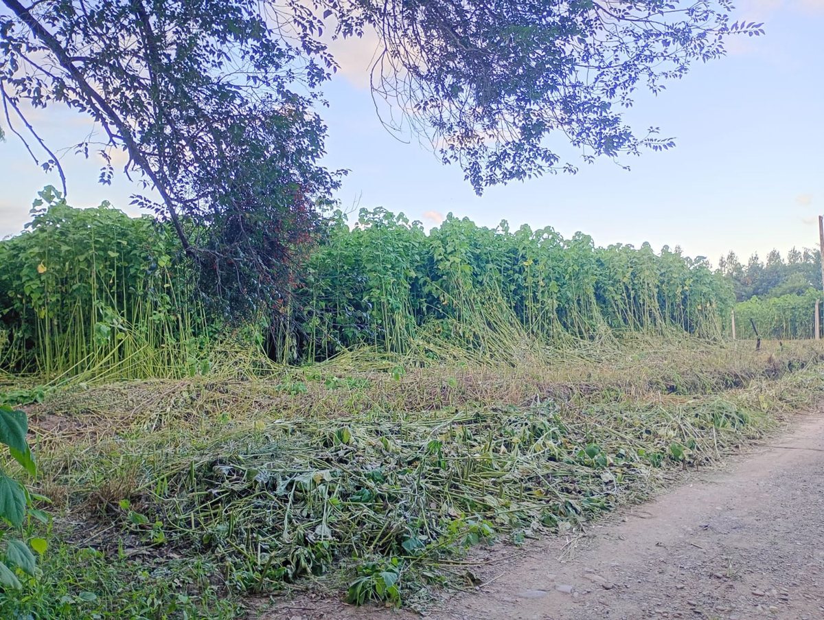 TERRENO EN VENTA EN CERRILLOS 4000 M2 - foto 2