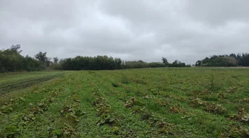 Oportunidad quinta de 4 hectareas!