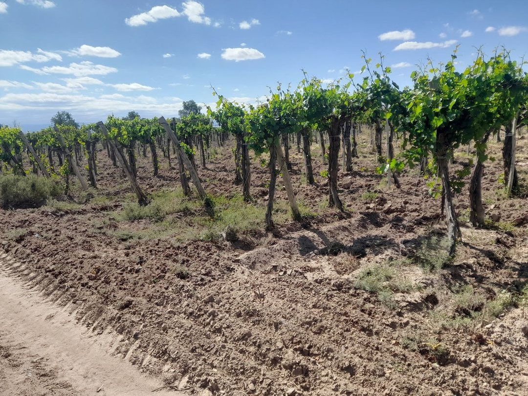 Finca 44 Has Con Viñedos Lavalle Mendoza