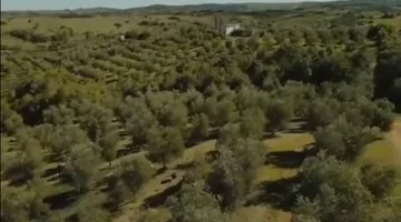 Campo de 43 hectareas con plantacion de Olivos de