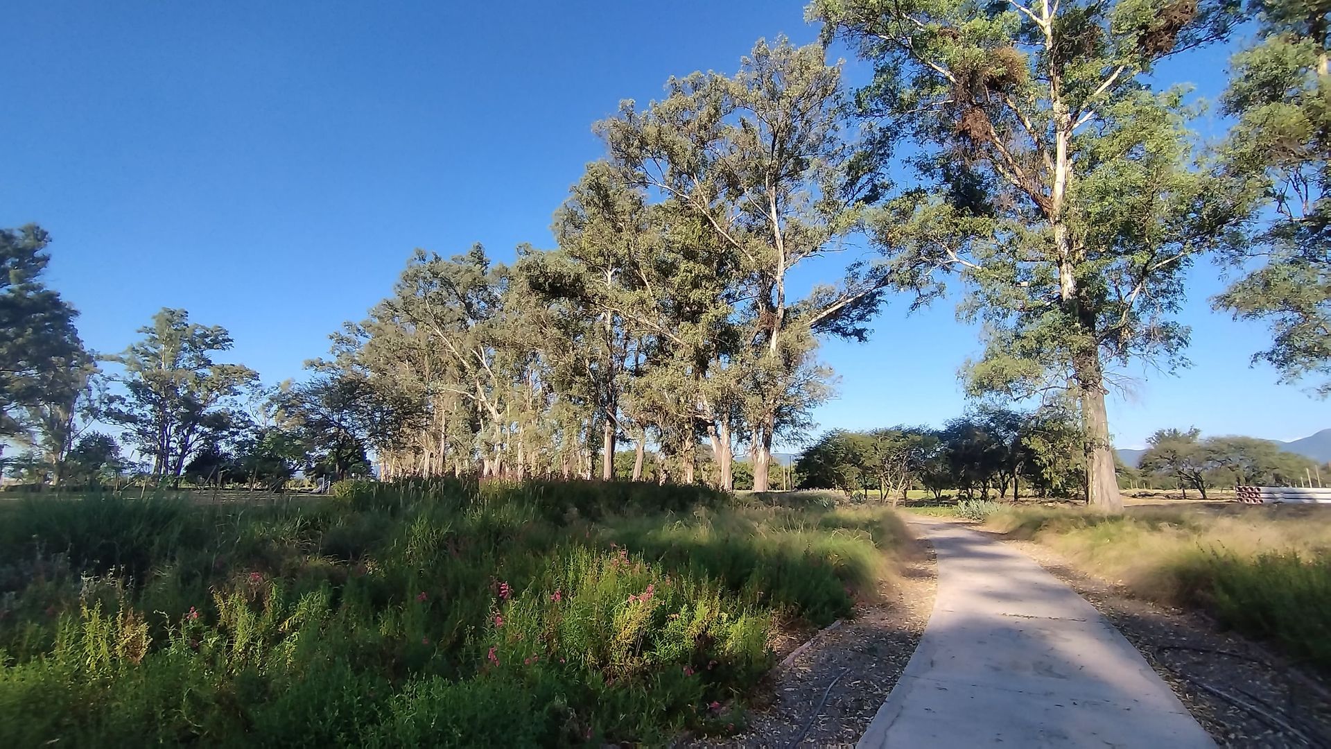 TERRENO VENTA LOS OLMOS 360 CERRILLOS 323 M2 - foto 15