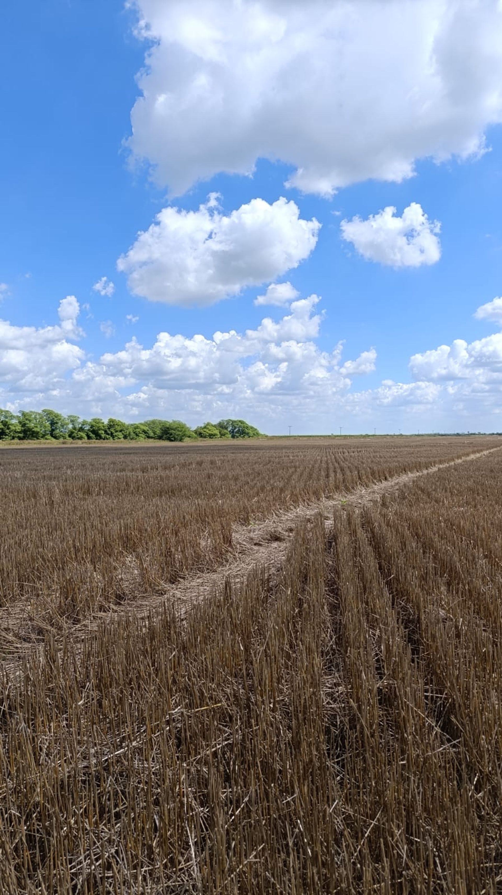 Campo agricola en venta - CABAL