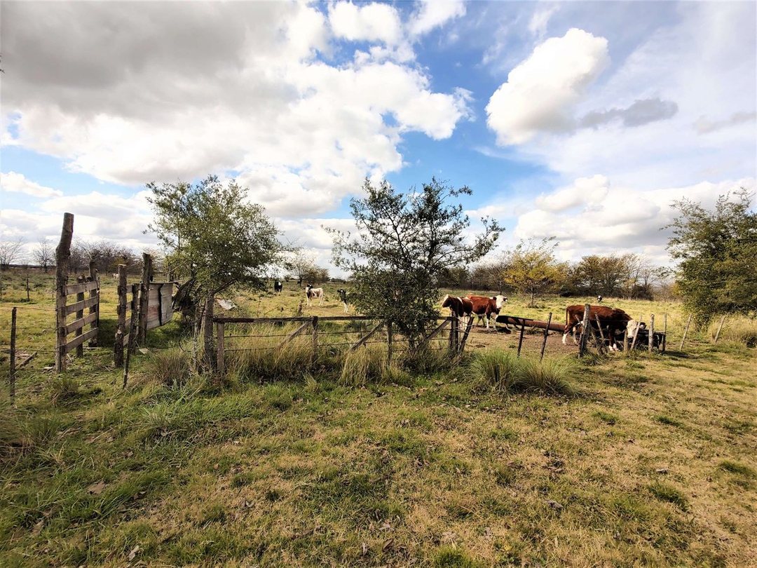 VENTA CAMPO MIXTO MARCOS PAZ 43 HECTAREAS