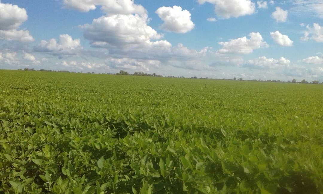 VENTA EXCELENTE CAMPO AGRICOLA, RUTA 11, MARC. ESC