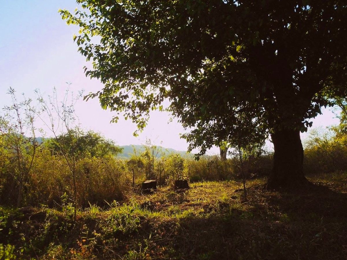 TERRENO VENTA CHICOANA FINCA BELLA VISTA - foto 2