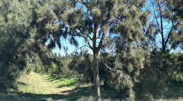 Venta de Campo sobre Ruta 1 Kilometro 16