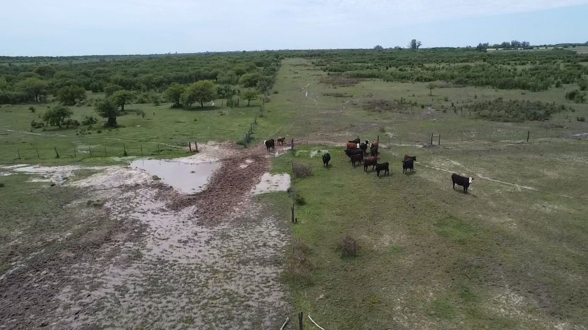Foto 7 — VENTA/CAMPO GANADERO/ ZONA RURAL/ PILAR/ SANTA FE