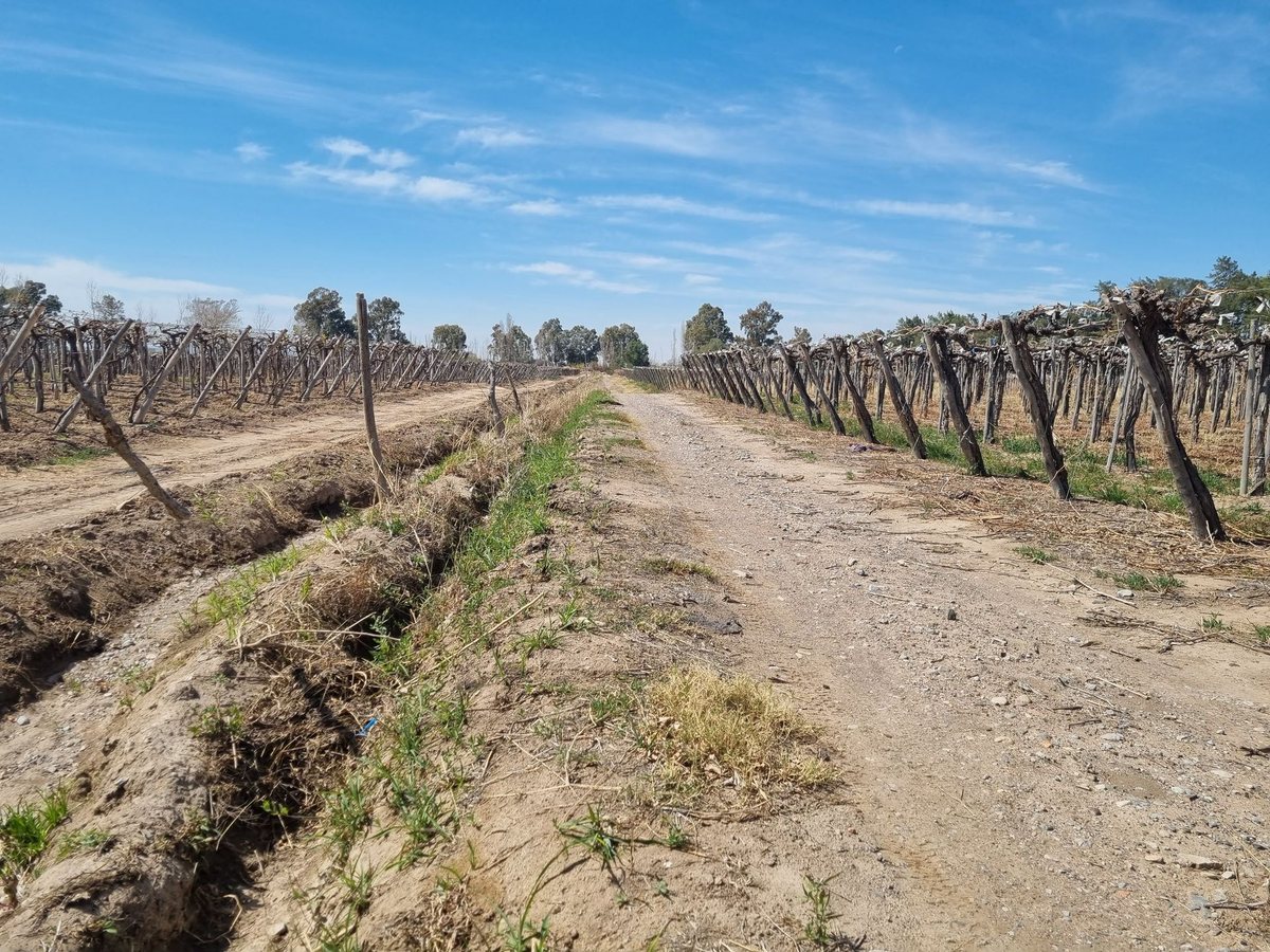 Campo en Mendoza S/N