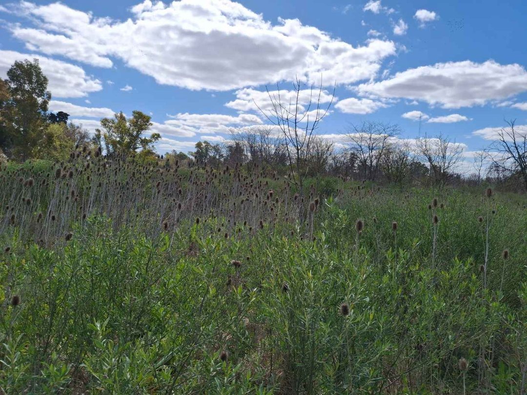 VENTA FRACCION 5,4 HA GRAL RODRIGUEZ. INVERSIÓN