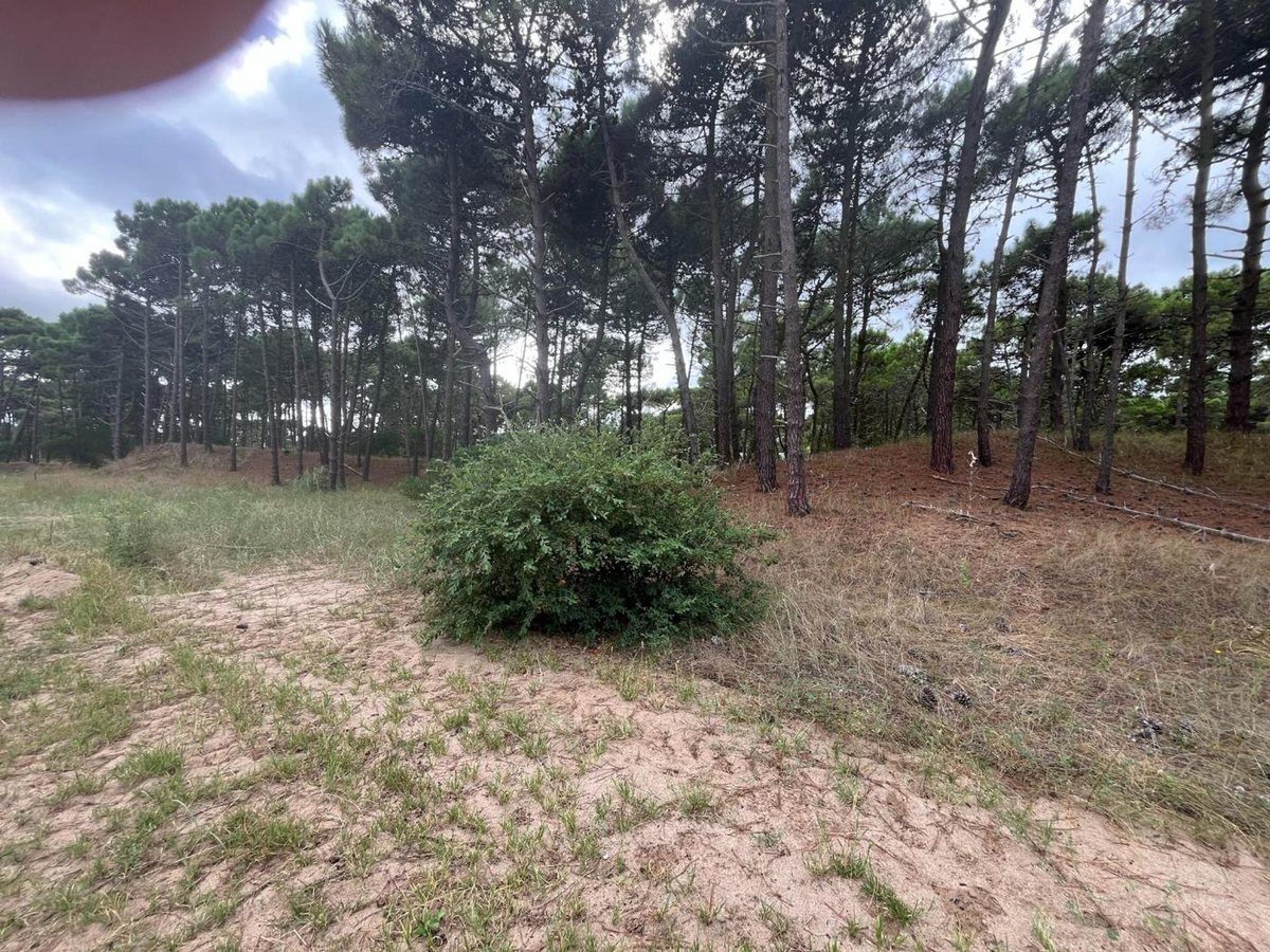 Foto 12 — VENTA DE LOTE EN PINAMAR. BARRIO BOSQUES ETAPA 1