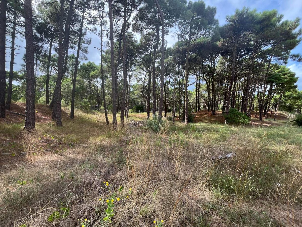 Foto 7 — VENTA DE LOTE EN PINAMAR. BARRIO BOSQUES ETAPA 1