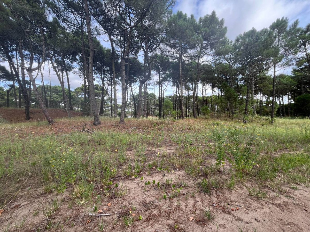 Foto 11 — VENTA DE LOTE EN PINAMAR. BARRIO BOSQUES ETAPA 1
