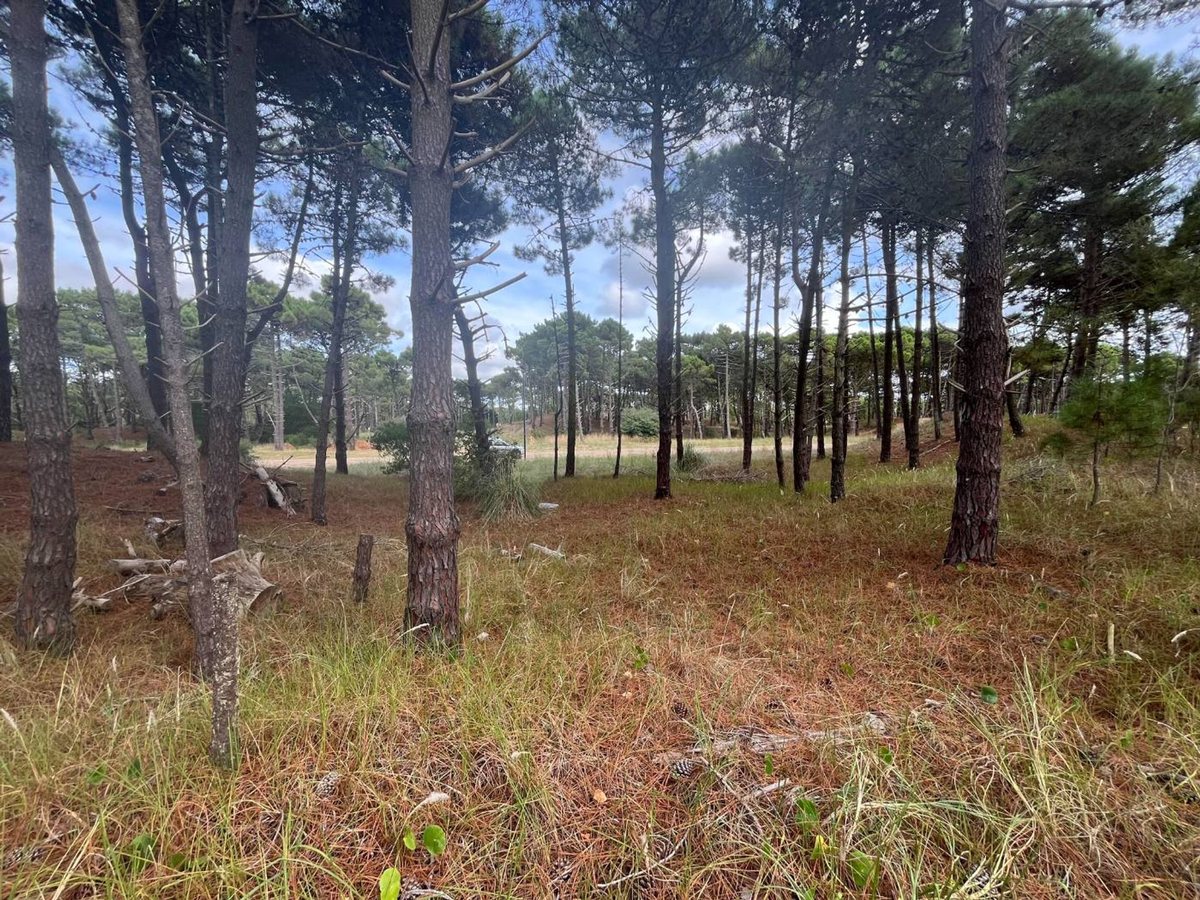 Foto 6 — VENTA DE LOTE EN PINAMAR. BARRIO BOSQUES ETAPA 1