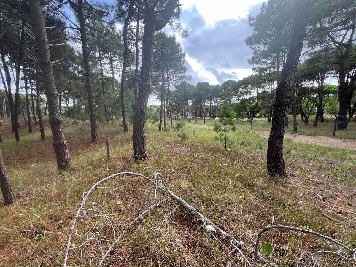 Foto 8 — VENTA DE LOTE EN PINAMAR. BARRIO BOSQUES ETAPA 1