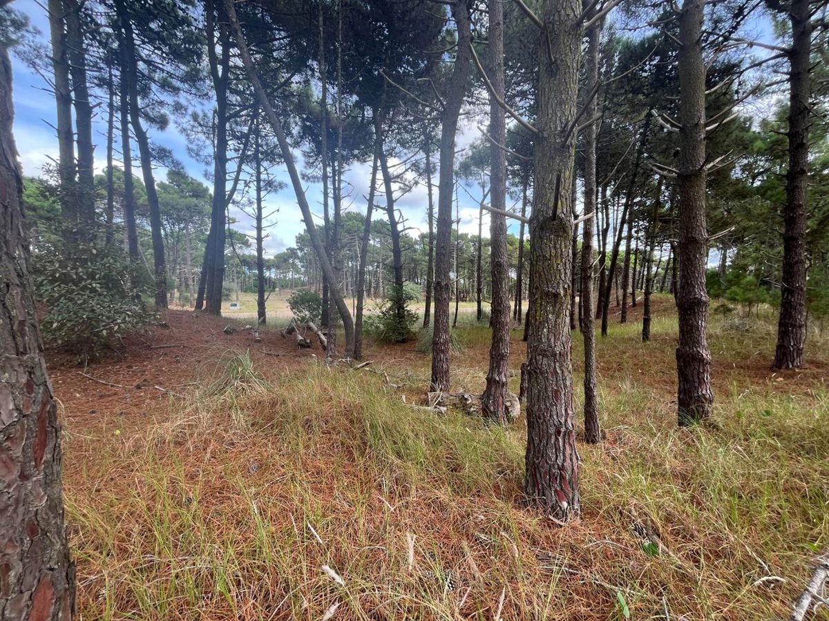 Foto 5 — VENTA DE LOTE EN PINAMAR. BARRIO BOSQUES ETAPA 1