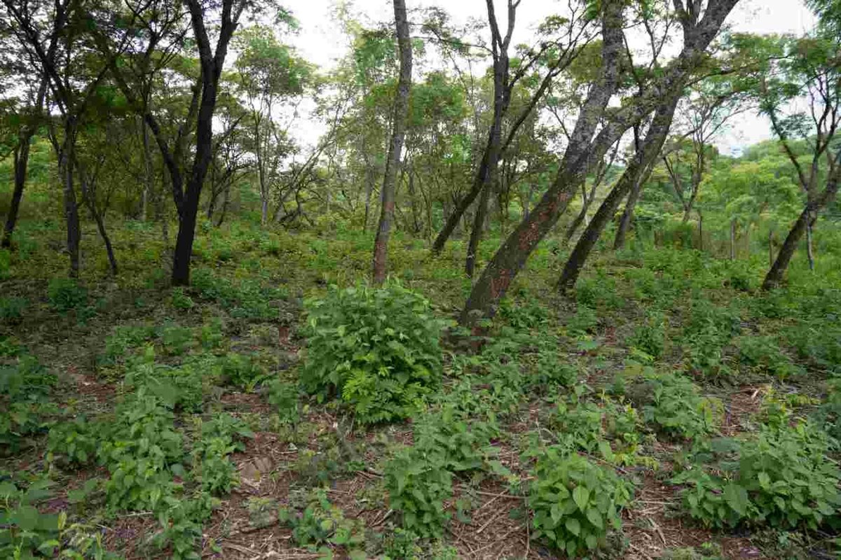 TERRENO VENTA LA MISION III 1382M2 LA CALDERA - foto 7