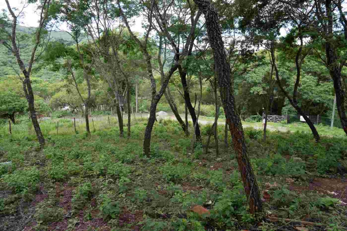 TERRENO VENTA LA MISION III 1382M2 LA CALDERA - foto 5