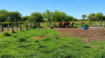 Campo en venta · Alejandra