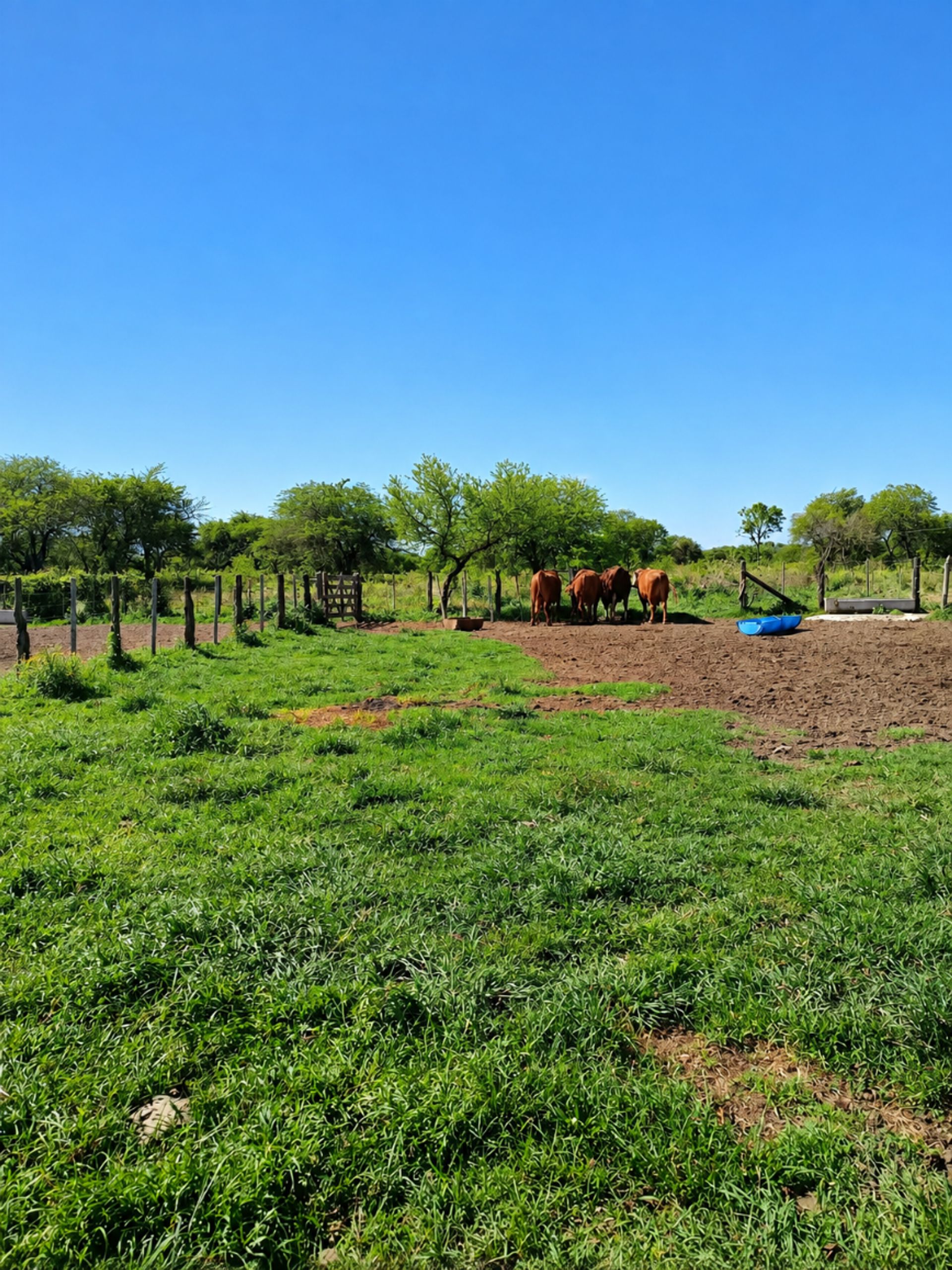 Campo ganadero - alejandra, dpto. san javier