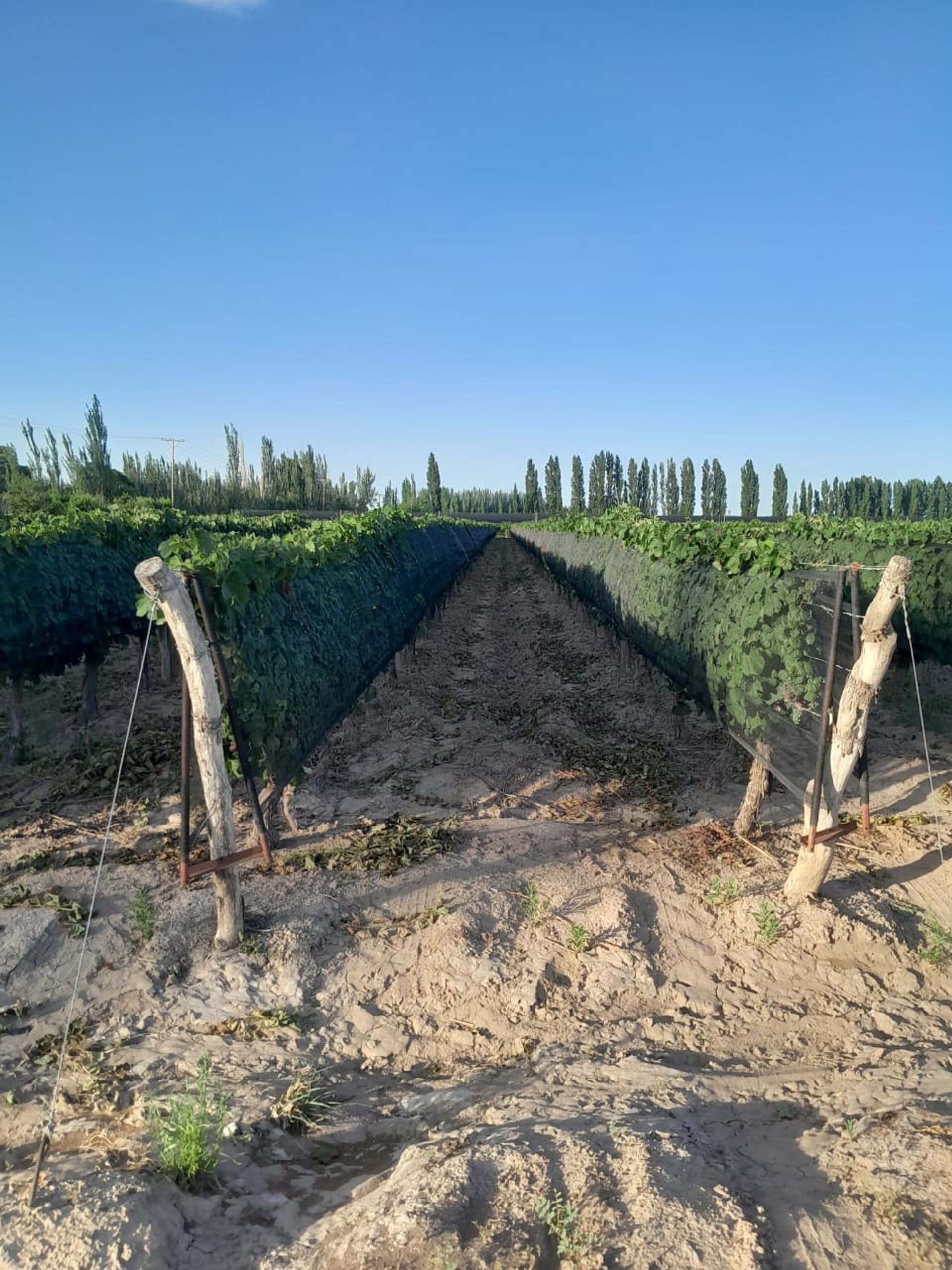 Campo en Ruta 61 y Groenzinger 0