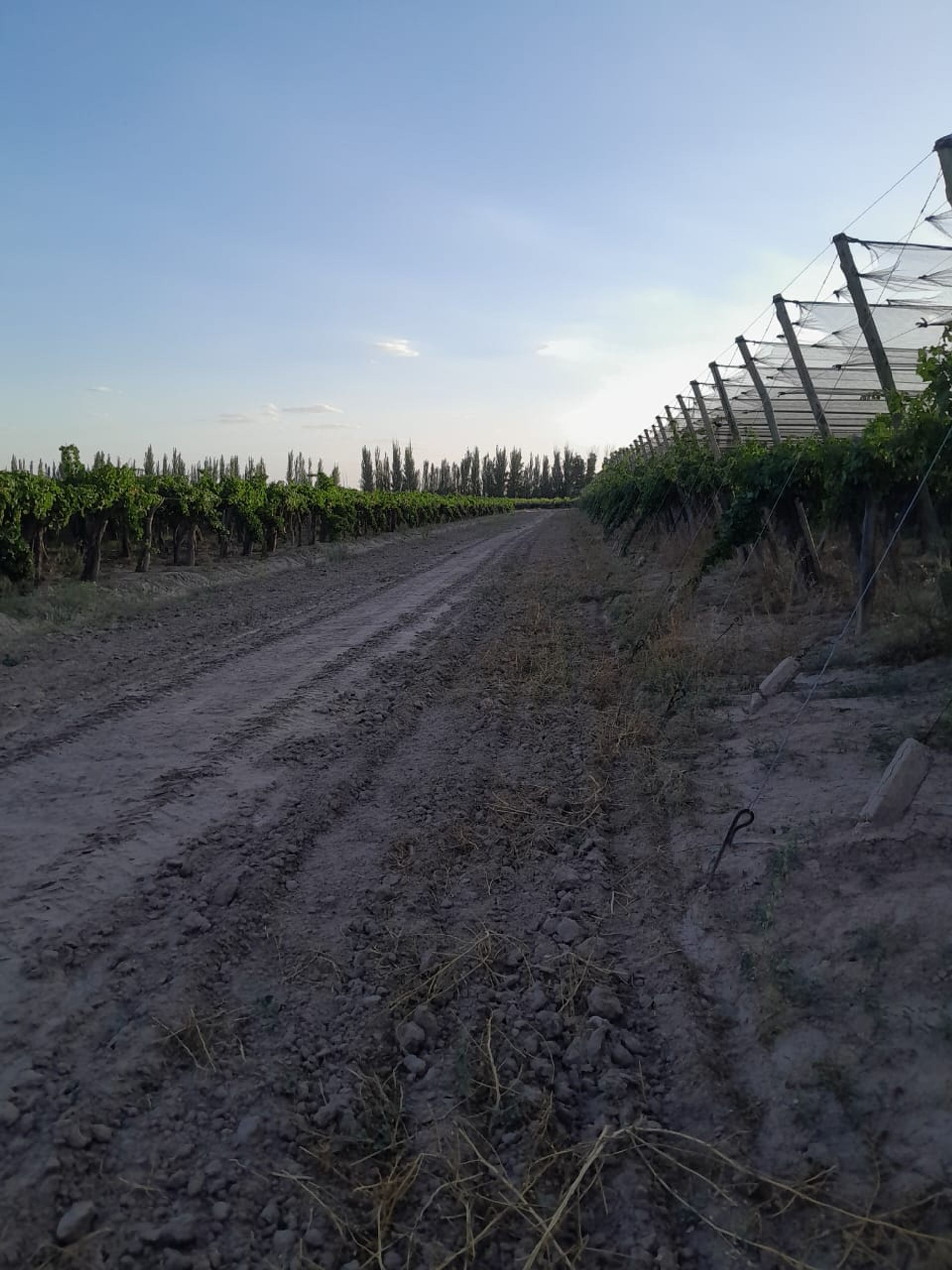 Imagen 5