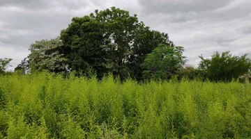 Oportunidad única: terreno de 5,075 m² a excelente