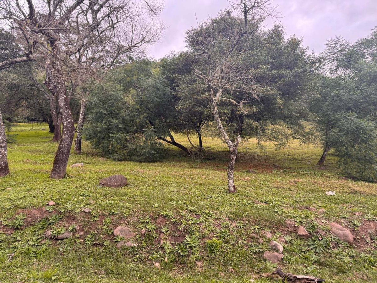 TERRENO EN VENTA EN LA HOYADA CASTELLANO 3640 M2 - foto 5