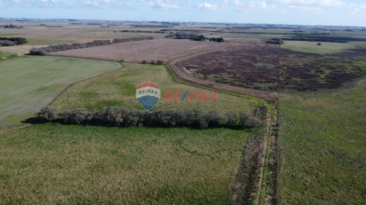 Foto 10 — CAMPO VENTA 32 HECTAREAS EN GENERAL MADARIAGA