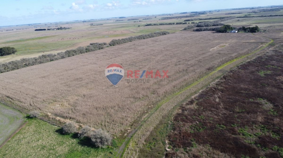 Foto 5 — CAMPO VENTA 32 HECTAREAS EN GENERAL MADARIAGA